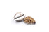 tiger cowrie seashells